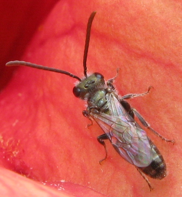 Halictus (Seladonia), Lasioglossum e Hylaeus